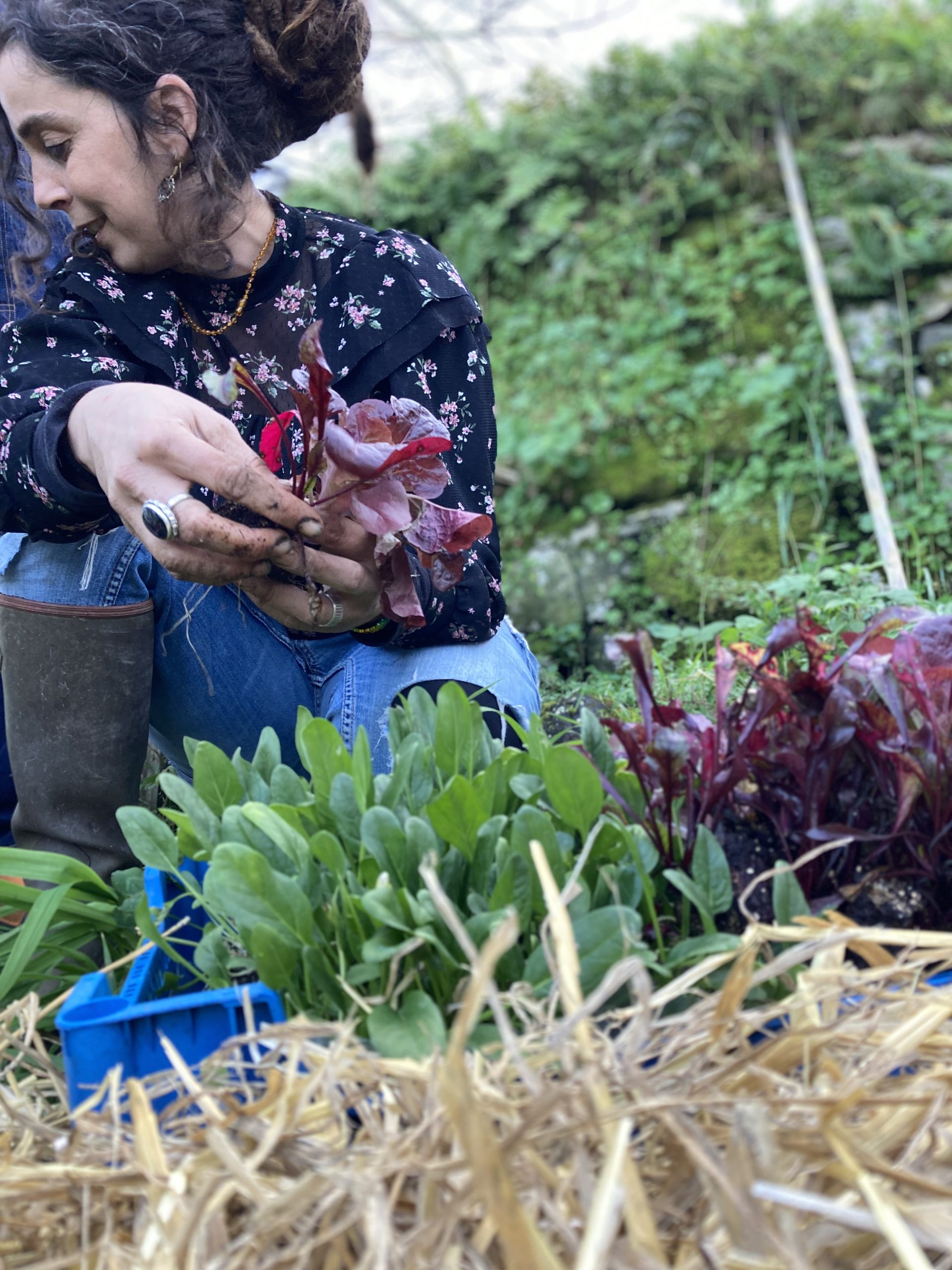 Horta em Permacultura